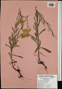 Helichrysum arenarium (L.) Moench, Eastern Europe, Central region (E4) (Russia)