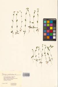 Microthlaspi perfoliatum (L.) F.K.Mey., Eastern Europe, Lower Volga region (E9) (Russia)