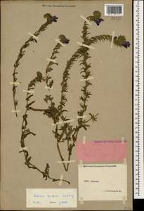 Echium plantagineum L., Caucasus, Abkhazia (K4a) (Abkhazia)