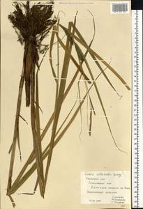 Carex atherodes Spreng., Eastern Europe, Central region (E4) (Russia)