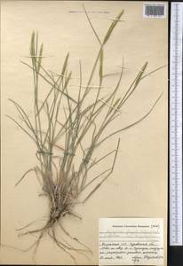 Agropyron fragile (Roth) P.Candargy, Middle Asia, Caspian Ustyurt & Northern Aralia (M8) (Kazakhstan)