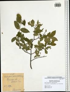 Euonymus verrucosus Scop., Eastern Europe, Central region (E4) (Russia)