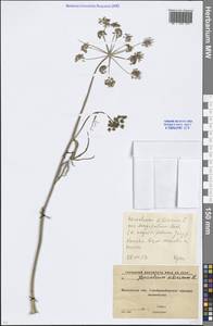 Heracleum sphondylium subsp. sibiricum (L.) Simonk., Eastern Europe, Moscow region (E4a) (Russia)