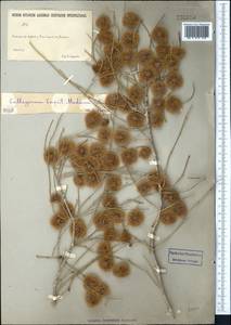 Calligonum caput-medusae Schrenk, Middle Asia, Karakum (M6) (Turkmenistan)