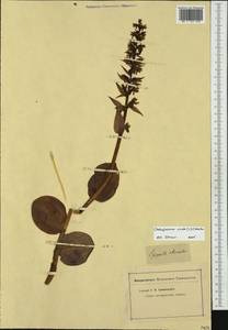 Dactylorhiza viridis (L.) R.M.Bateman, Pridgeon & M.W.Chase, Western Europe (EUR) (Not classified)