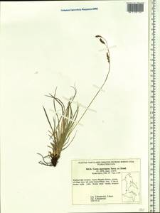 Carex petricosa var. petricosa, Siberia, Russian Far East (S6) (Russia)
