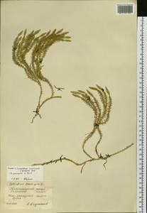 Spinulum annotinum subsp. alpestre (Hartm.) Uotila, Siberia, Central Siberia (S3) (Russia)