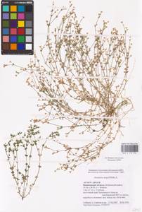 Arenaria serpyllifolia L., Eastern Europe, Central forest-and-steppe region (E6) (Russia)