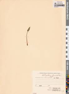 Botrychium lanceolatum (S.G.Gmel.) Ångstr., Siberia, Chukotka & Kamchatka (S7) (Russia)