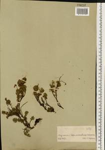 Phyllodoce caerulea (L.) Bab., Eastern Europe, Northern region (E1) (Russia)