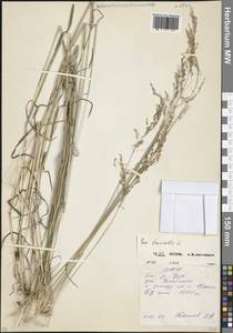 Poa trivialis L., Caucasus, North Ossetia, Ingushetia & Chechnya (K1c) (Russia)