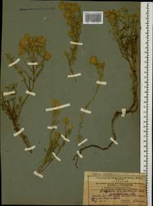 Ziziphora clinopodioides subsp. clinopodioides, Caucasus, Azerbaijan (K6) (Azerbaijan)