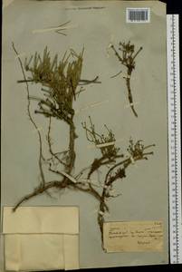 Ephedra monosperma J.G.Gmel. ex C.A.Mey., Siberia, Yakutia (S5) (Russia)