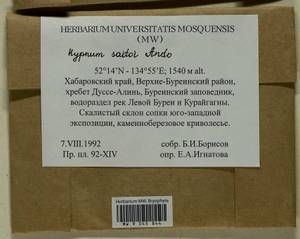 Hypnum saitoi Ando, Bryophytes, Bryophytes - Russian Far East (excl. Chukotka & Kamchatka) (B20) (Russia)