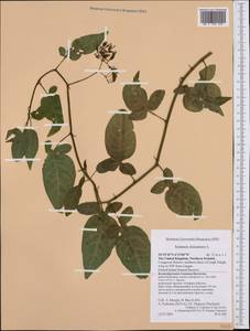 Solanum dulcamara L., Western Europe (EUR) (United Kingdom)