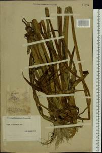Butomus umbellatus L., Eastern Europe, South Ukrainian region (E12) (Ukraine)