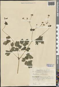 Thalictrum petaloideum L., South Asia, South Asia (Asia outside ex-Soviet states and Mongolia) (ASIA) (China)