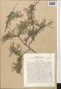 Salix wilhelmsiana M. Bieb., Middle Asia, Pamir & Pamiro-Alai (M2) (Uzbekistan)
