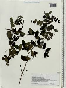 Lathyrus niger (L.)Bernh., Eastern Europe, Belarus (E3a) (Belarus)