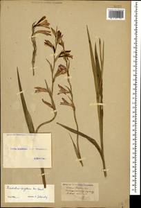 Gladiolus italicus Mill., Caucasus, Georgia (K4) (Georgia)