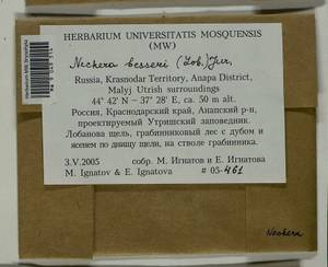 Alleniella besseri (Lobarz.) S. Olsson, Enroth & D. Quandt, Bryophytes, Bryophytes - North Caucasus & Ciscaucasia (B12) (Russia)