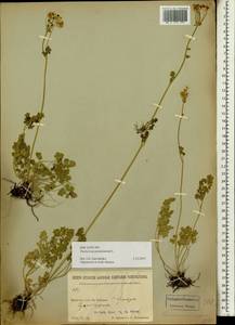Thalictrum petaloideum L., Siberia, Baikal & Transbaikal region (S4) (Russia)