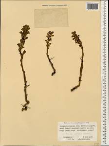 Orobanche cumana Wallr., Caucasus, North Ossetia, Ingushetia & Chechnya (K1c) (Russia)