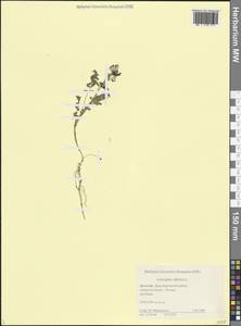 Astragalus alpinus L., Caucasus, Dagestan (K2) (Russia)