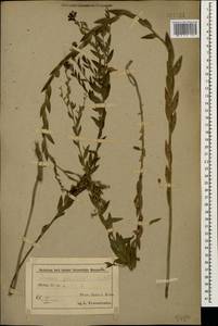 Linaria genistifolia (L.) Mill., Caucasus, Azerbaijan (K6) (Azerbaijan)