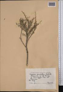 Caragana grandiflora (M.Bieb.)DC., Middle Asia, Caspian Ustyurt & Northern Aralia (M8) (Kazakhstan)