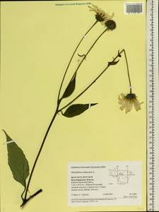 Helianthus tuberosus L., Eastern Europe, Central region (E4) (Russia)