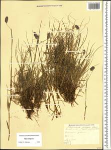 Alopecurus ponticus K.Koch, Caucasus, Stavropol Krai, Karachay-Cherkessia & Kabardino-Balkaria (K1b) (Russia)