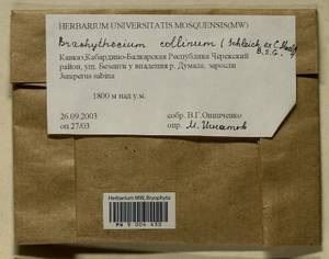 Brachytheciastrum collinum (Schleich. ex Müll. Hal.) Ignatov & Huttunen, Bryophytes, Bryophytes - North Caucasus & Ciscaucasia (B12) (Russia)