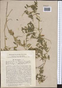 Vicia hyrcanica Fisch. & C.A.Mey., Middle Asia, Pamir & Pamiro-Alai (M2) (Uzbekistan)