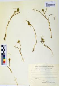 MAG 0003598, Sparganium hyperboreum Laest. ex Beurl., Siberia, Chukotka & Kamchatka (S7) (Russia)