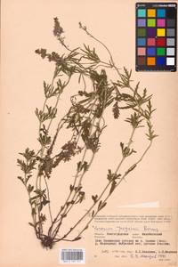 MHA 0 160 242, Veronica austriaca subsp. jacquinii (Baumg.) Watzl, Eastern Europe, Lower Volga region (E9) (Russia)