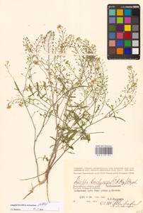 Rorippa brachycarpa (C.A.Mey.) Hayek, Eastern Europe, Lower Volga region (E9) (Russia)