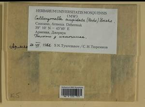 Calliergonella cuspidata (Hedw.) Loeske, Bryophytes, Bryophytes - Transcaucasia (B13) (Armenia)