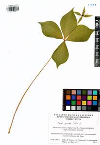 Paris quadrifolia L., Siberia, Baikal & Transbaikal region (S4) (Russia)