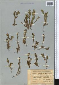 Nonea caspica (Willd.) G. Don, Middle Asia, Northern & Central Tian Shan (M4) (Kyrgyzstan)