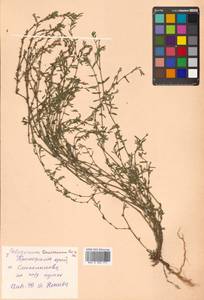 Polygonum tenuissimum A. I. Baranov & Skvortsov ex Vorosch., Siberia, Russian Far East (S6) (Russia)