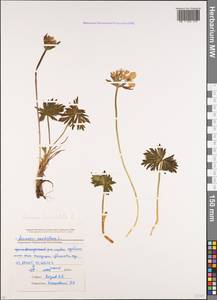 Anemonastrum narcissiflorum subsp. fasciculatum (L.) Raus, Caucasus, Stavropol Krai, Karachay-Cherkessia & Kabardino-Balkaria (K1b) (Russia)