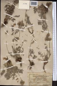 Hedysarum minjanense Rech.f., Middle Asia, Pamir & Pamiro-Alai (M2) (Kyrgyzstan)