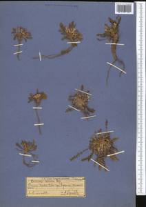Chorispora bungeana Fisch. & C.A. Mey., Middle Asia, Pamir & Pamiro-Alai (M2) (Tajikistan)