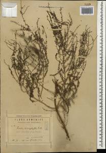 Suaeda microphylla (C. A. Mey.) Pall., Caucasus, Armenia (K5) (Armenia)