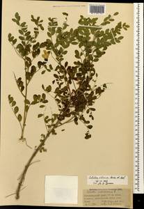 Colutea cilicica Boiss. & Balansa, Caucasus, Krasnodar Krai & Adygea (K1a) (Russia)