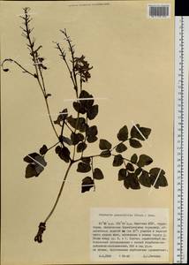 Corydalis paeoniifolia (Steph.) Pers., Siberia, Yakutia (S5) (Russia)