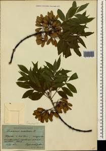 Fraxinus angustifolia subsp. oxycarpa (M.Bieb. ex Willd.) Franco & Rocha Afonso, Crimea (KRYM) (Russia)