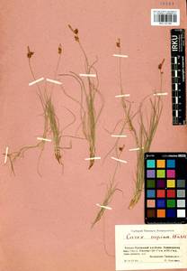 Carex supina Willd. ex Wahlenb., Siberia, Central Siberia (S3) (Russia)