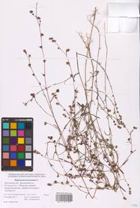 Bupleurum tenuissimum L., Eastern Europe, Rostov Oblast (E12a) (Russia)